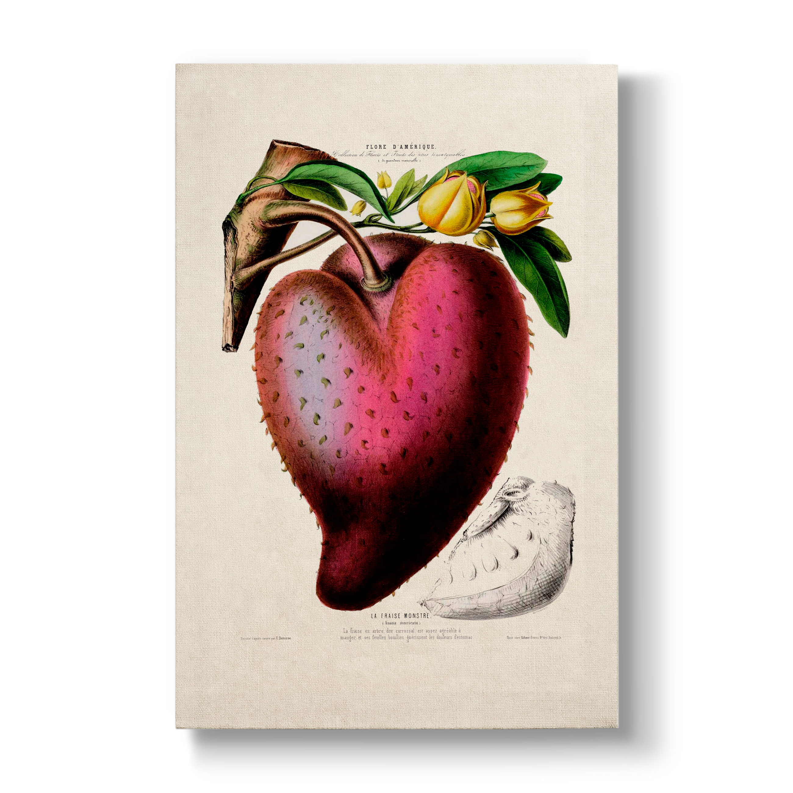 Annona muricata - Botanical Print