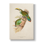 Golden-green Aracari - Botanical Print