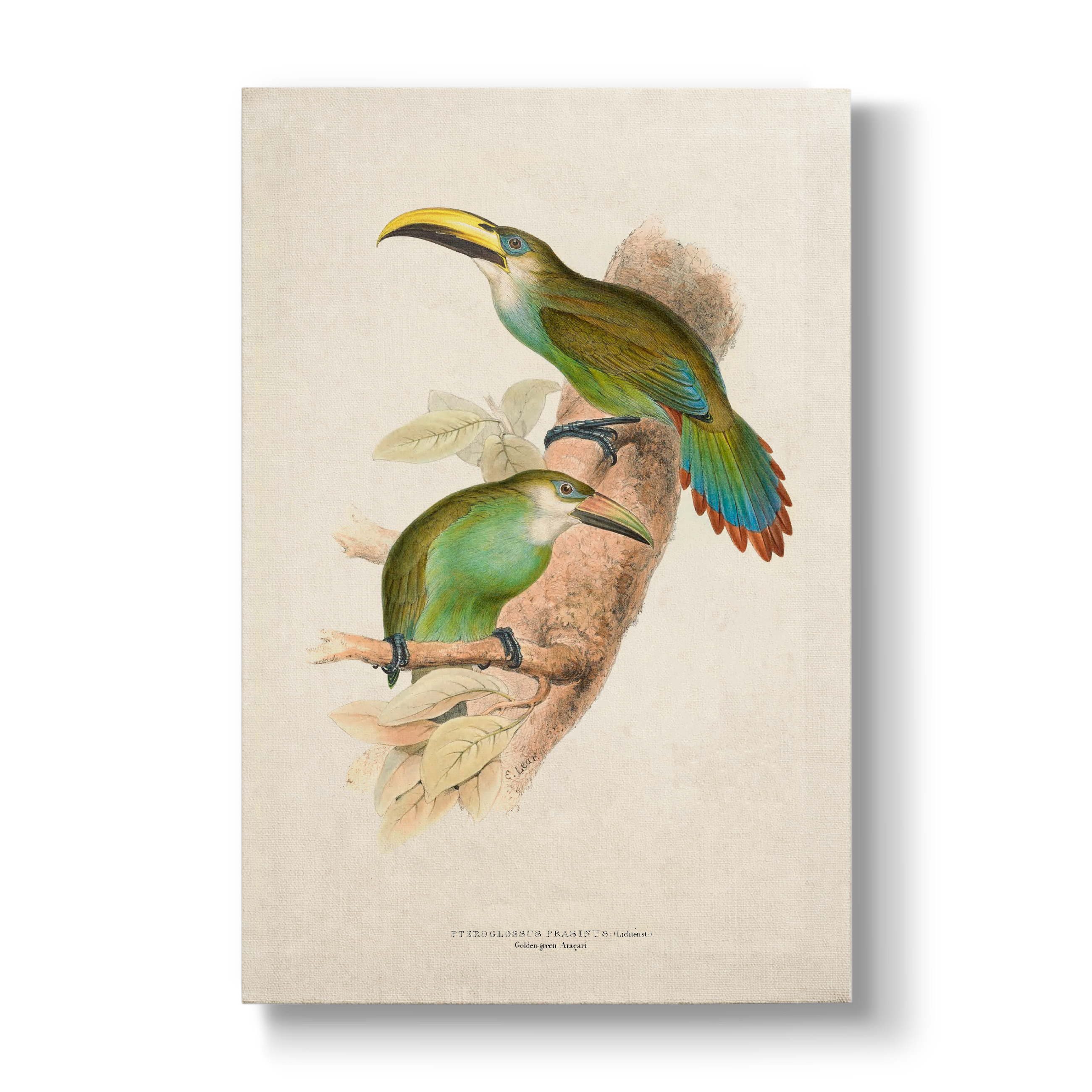 Golden-green Aracari - Botanical Print