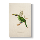 Peacock Groove-billed Aracari - Botanical Print