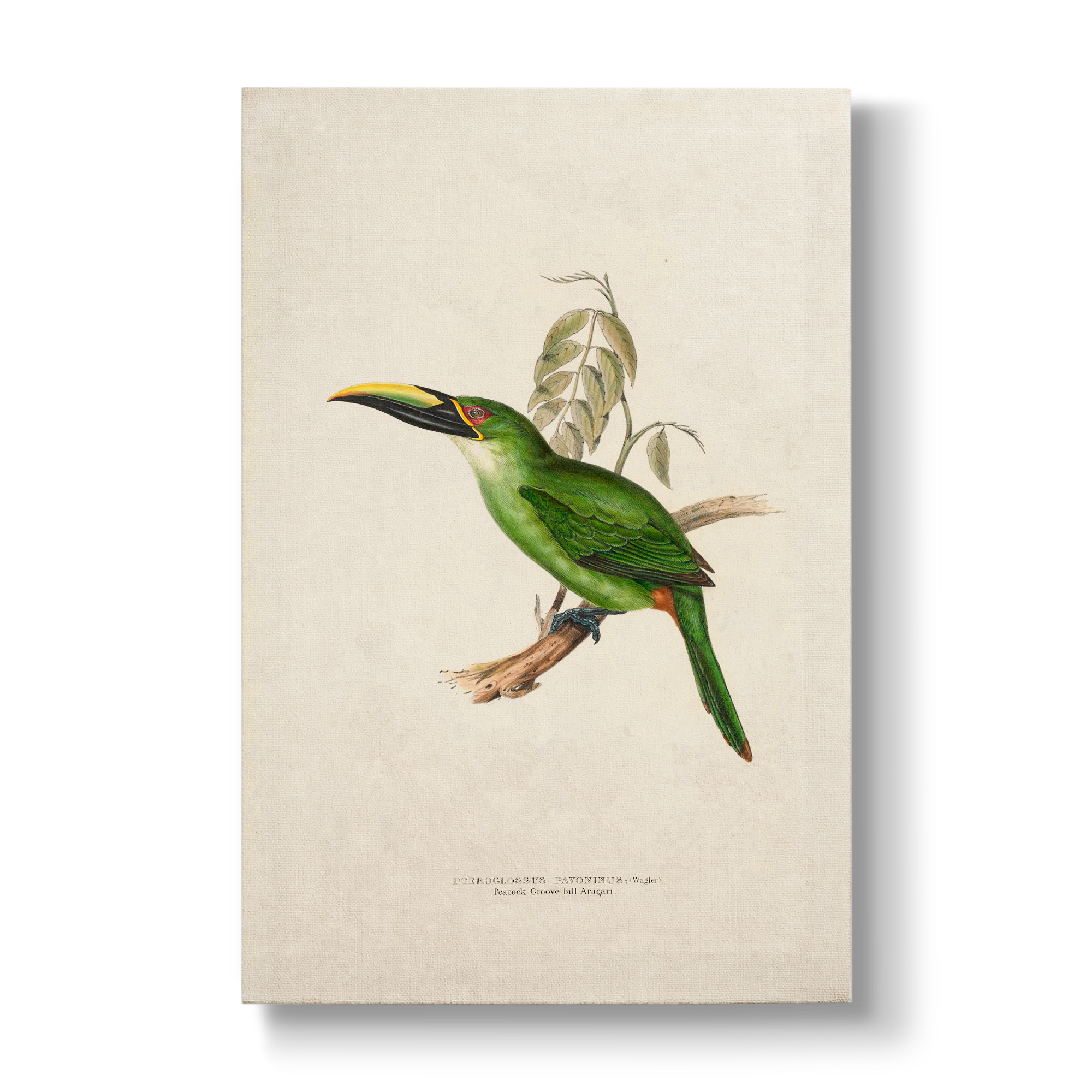 Peacock Groove-billed Aracari - Botanical Print