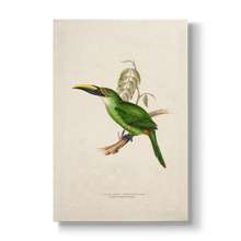 Peacock Groove-billed Aracari - Botanical Print
