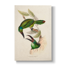 Derby's Groove-billed Aracari - Botanical Print