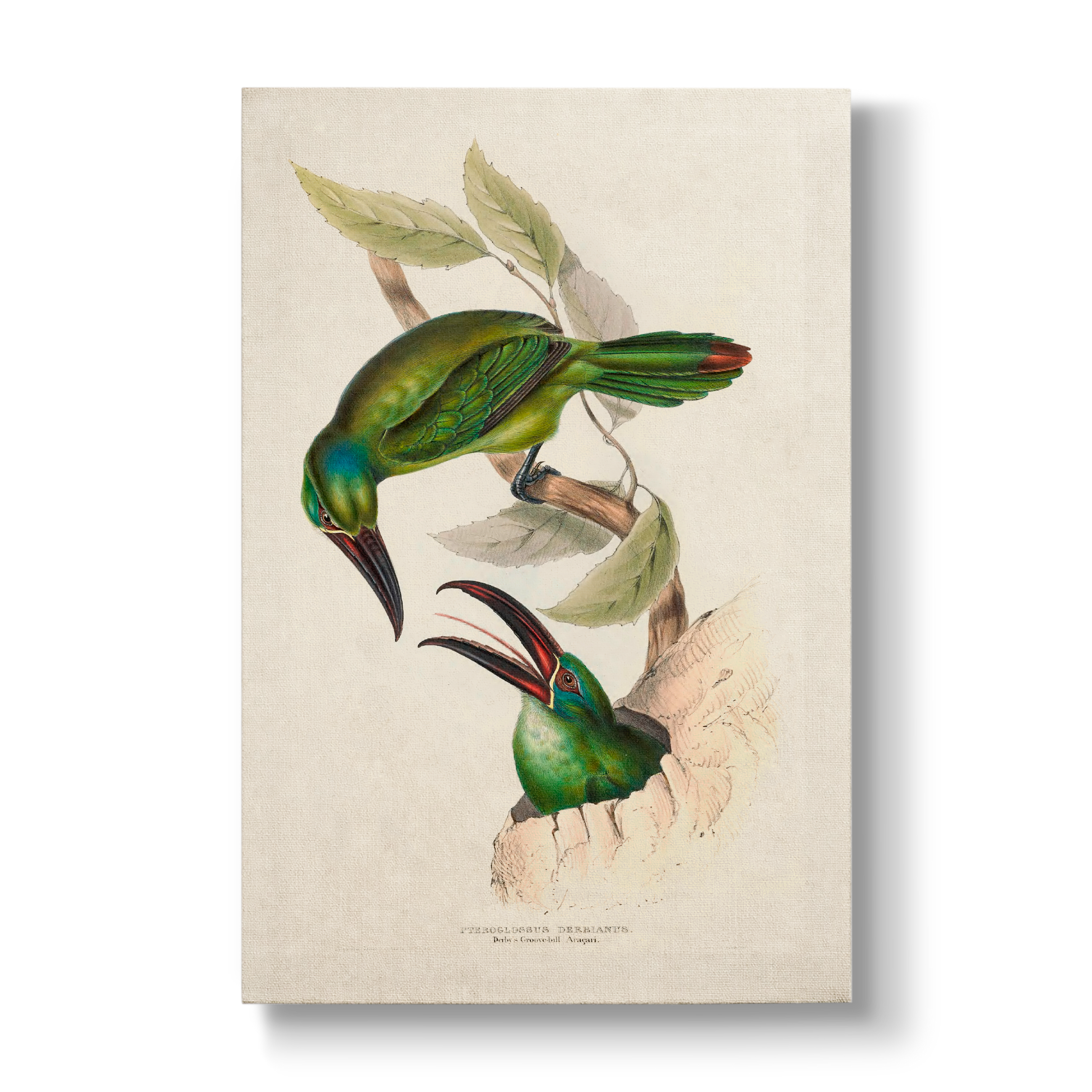 Derby's Groove-billed Aracari - Botanical Print