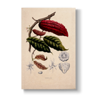 Fruiting and Flowering Branch - Botanical Print