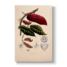 Fruiting and Flowering Branch - Botanical Print