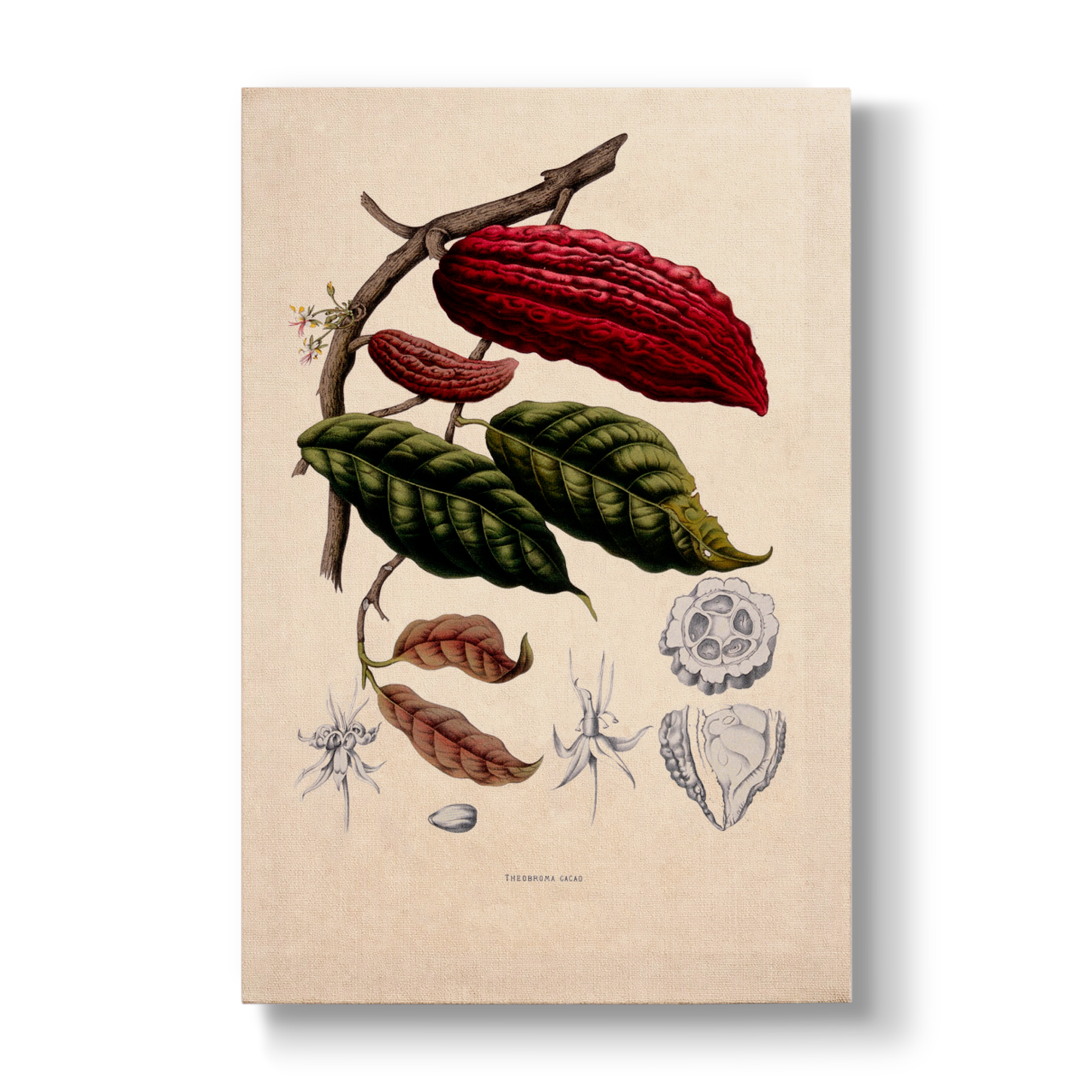 Fruiting and Flowering Branch - Botanical Print