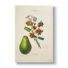 Abrus precatorius L. - Botanical Print