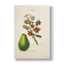 Abrus precatorius L. - Botanical Print