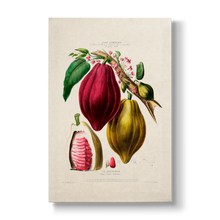 Le Chocolayer Caracas theobroma - Botanical Print