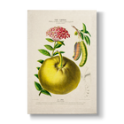 Citrus limon & Ixora coccinea - Botanical Print