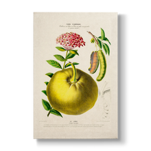 Citrus limon & Ixora coccinea - Botanical Print