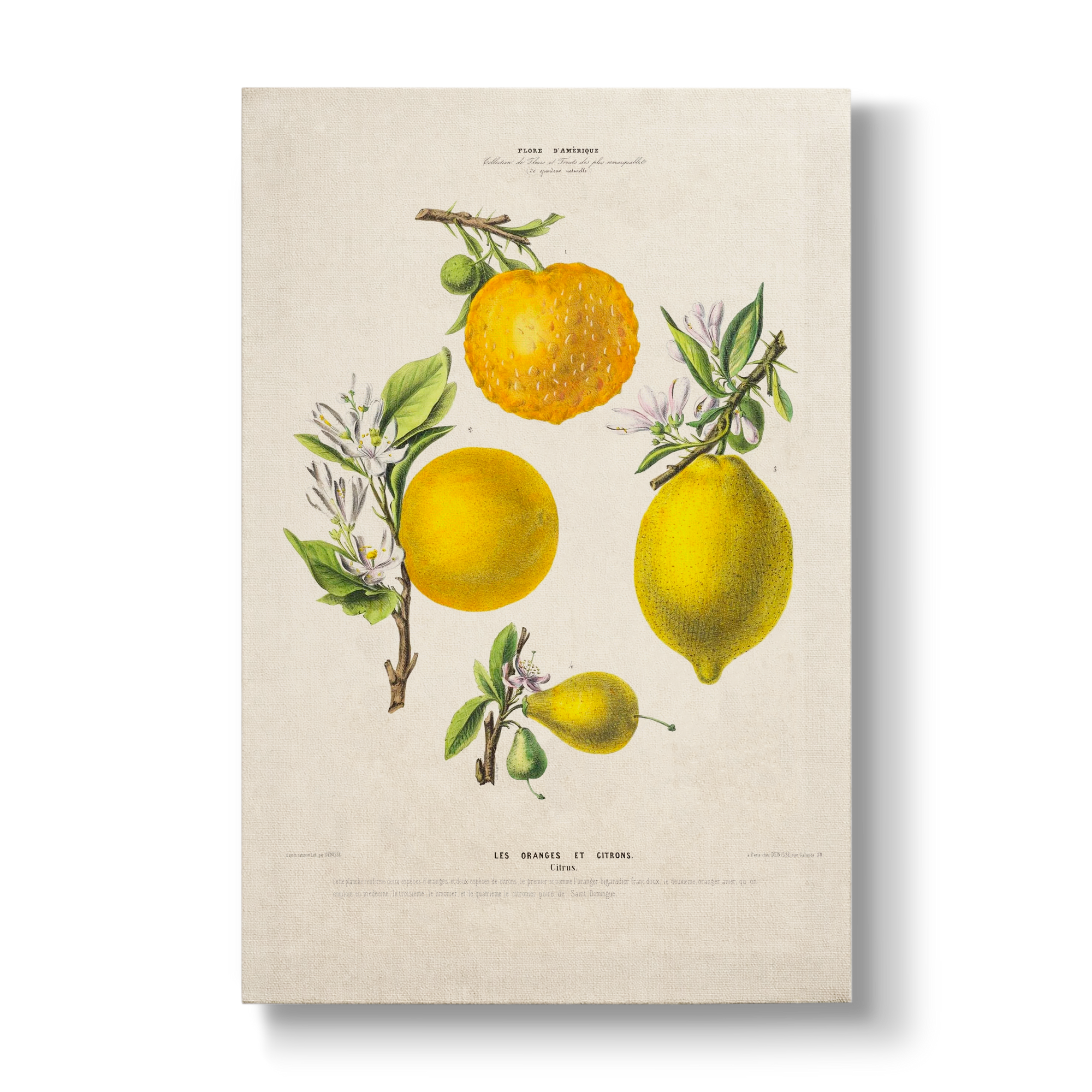 Citrus Les Oranges et Citrons - Botanical Print
