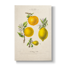 Citrus Les Oranges et Citrons - Botanical Print
