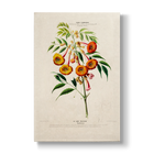 Bignoniaceae - Botanical Print