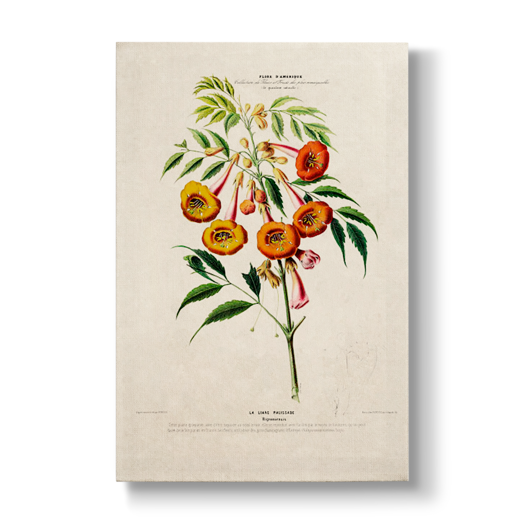 Bignoniaceae - Botanical Print