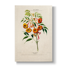 Bignoniaceae - Botanical Print