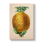 Ananas comosus - Botanical Print