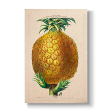 Ananas comosus - Botanical Print