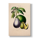 Persea gratissima - Botanical Print