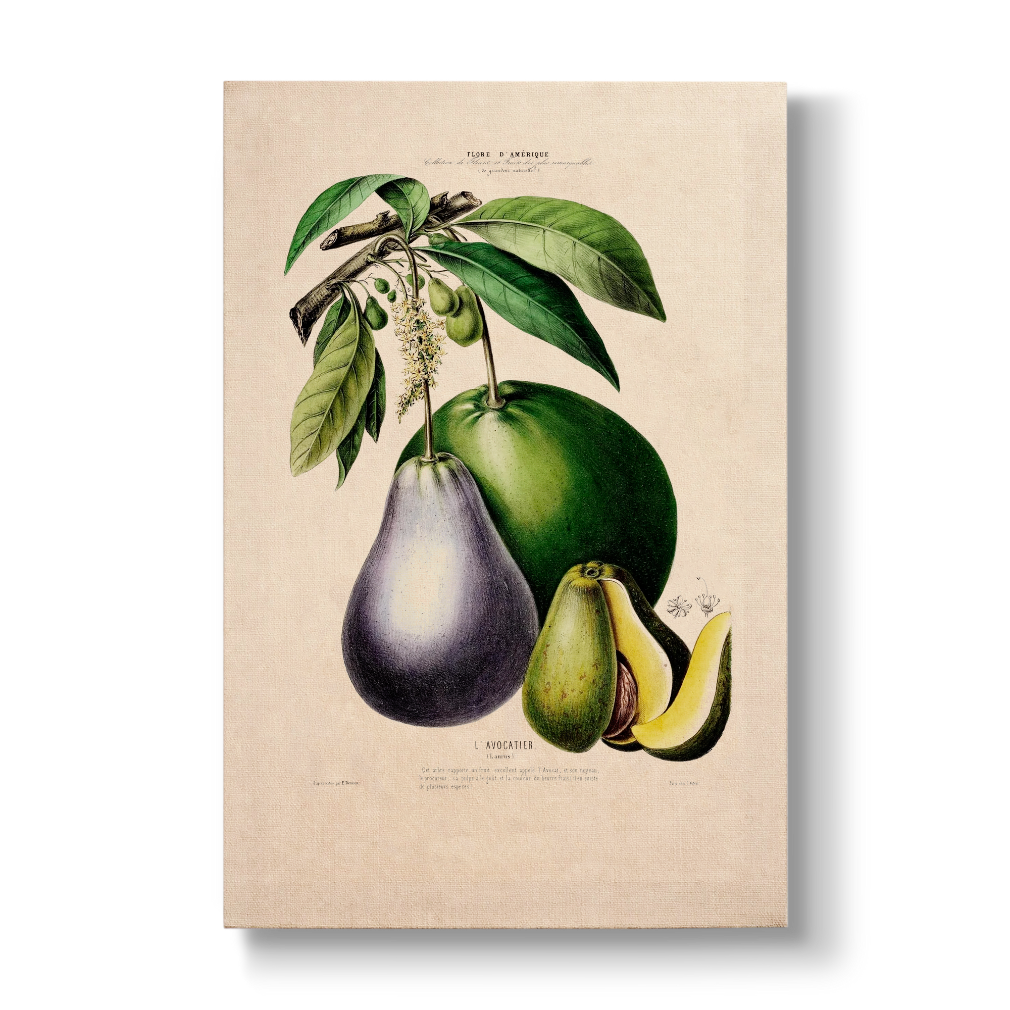 Persea gratissima - Botanical Print