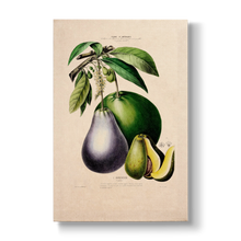 Persea gratissima - Botanical Print