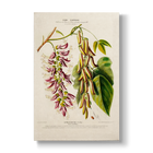 Dolicos grandiflora - Botanical Print
