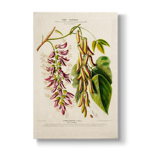 Dolicos grandiflora - Botanical Print