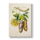 Negretia urens - Botanical Print