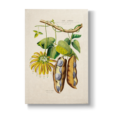 Negretia urens - Botanical Print