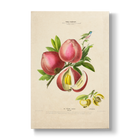 Diospyros blancoi - Botanical Print