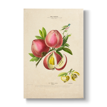Diospyros blancoi - Botanical Print