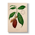 Theobroma cacao L. - Botanical Print