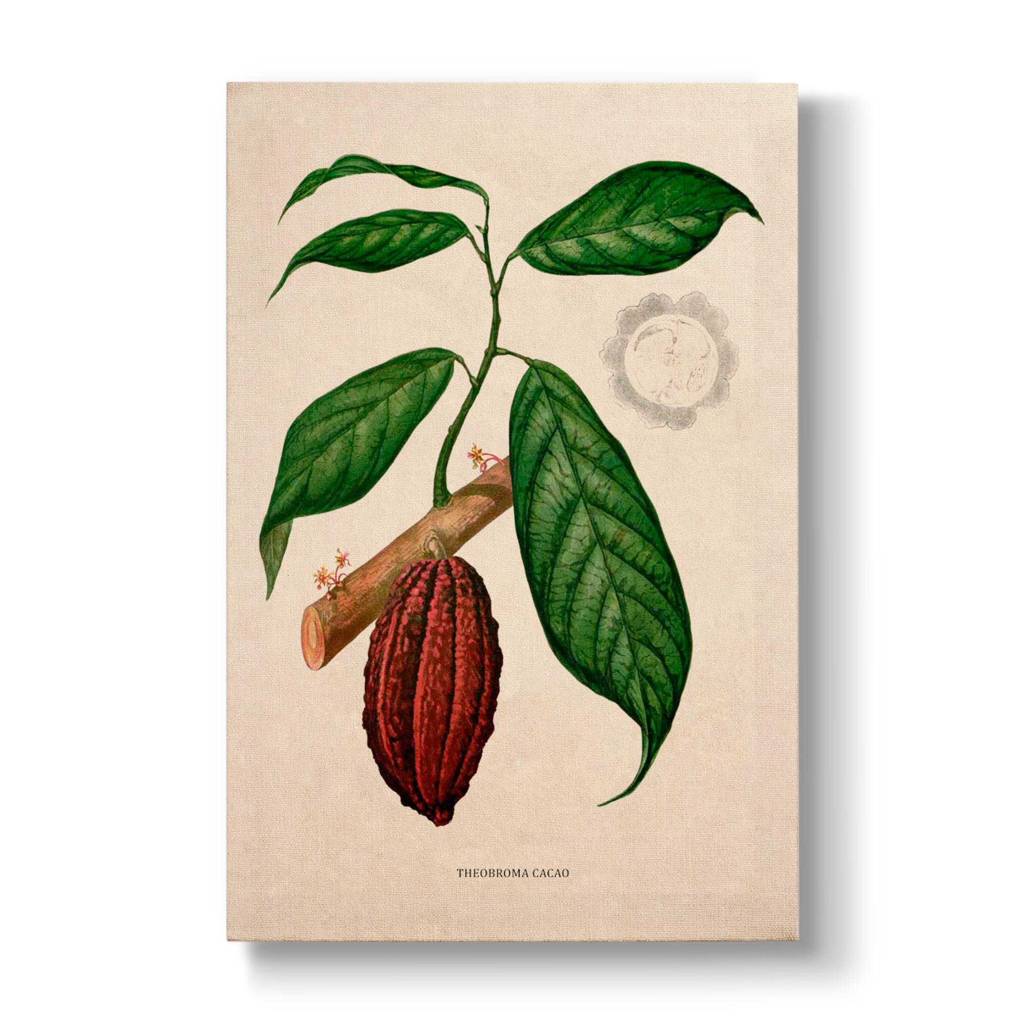 Theobroma cacao L. - Botanical Print