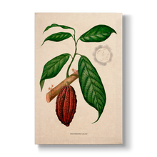Theobroma cacao L. - Botanical Print