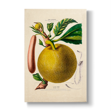 Artocarpus incisa - Botanical Print
