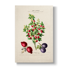 Citros trifoliata - Botanical Print