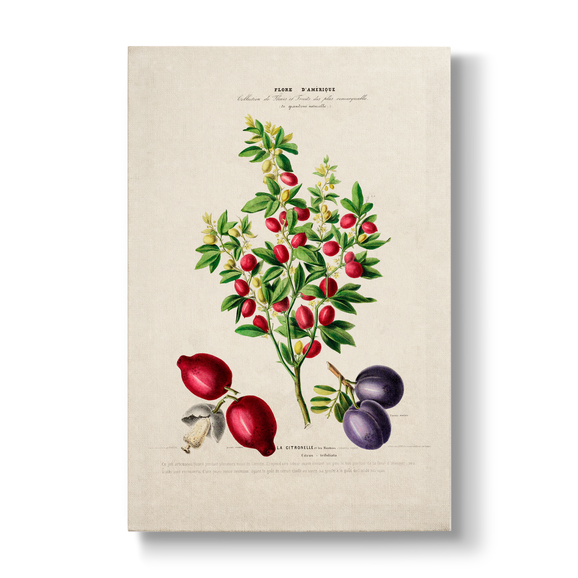 Citros trifoliata - Botanical Print