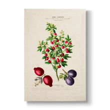 Citros trifoliata - Botanical Print