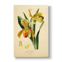 Lady's Slipper - Botanical Print