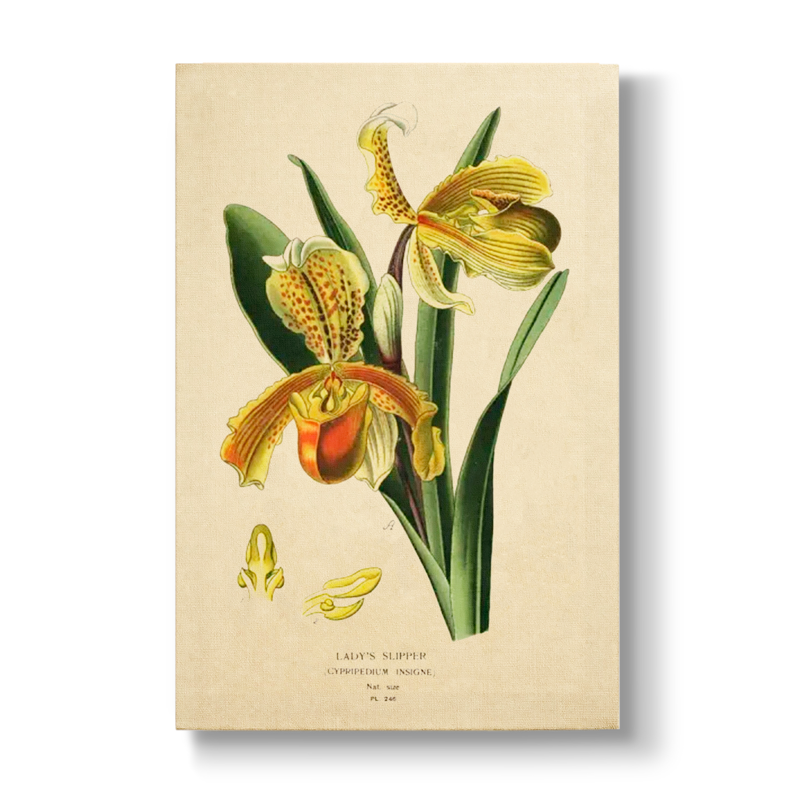 Lady's Slipper - Botanical Print
