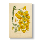 Dendrobium Farmeri - Botanical Print
