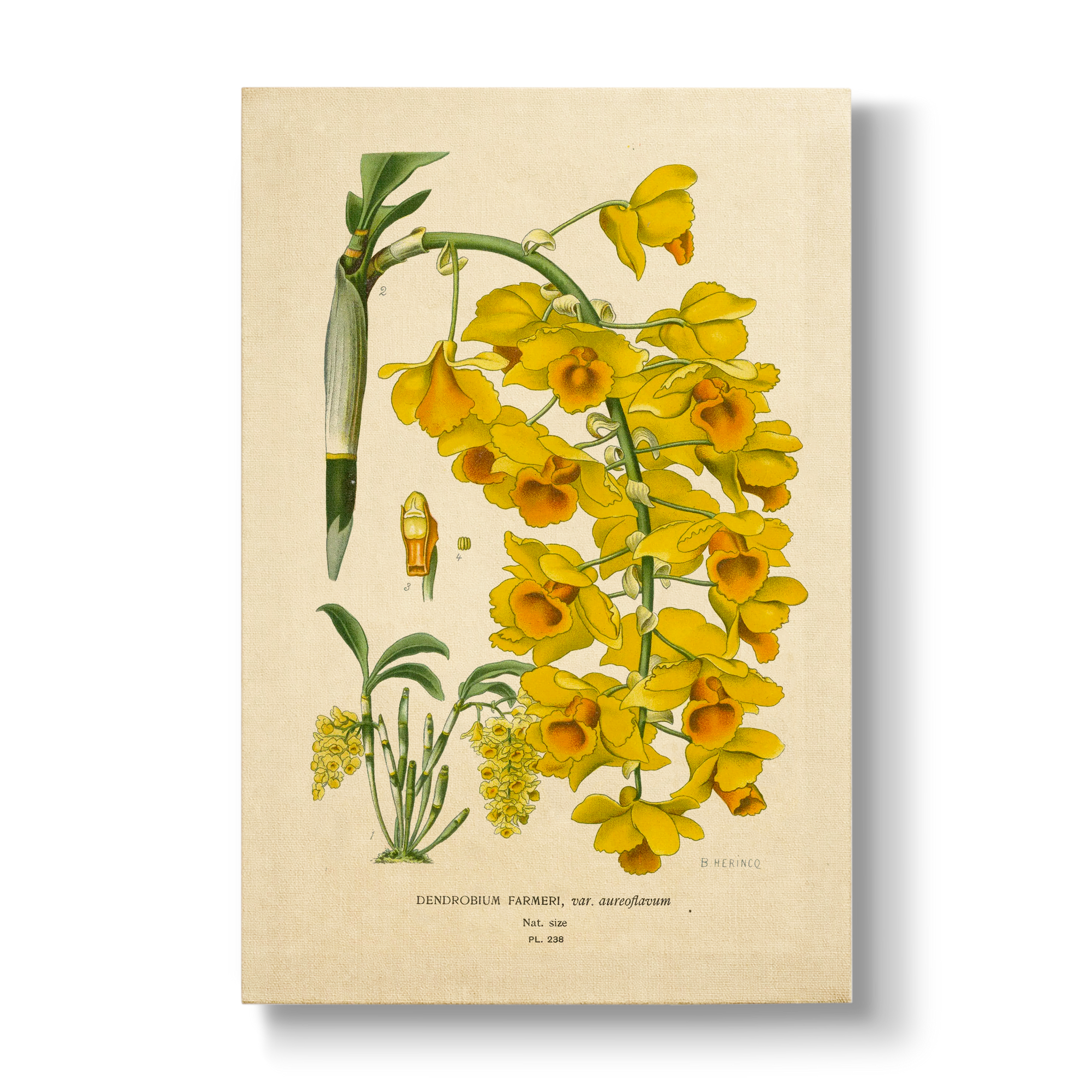 Dendrobium Farmeri - Botanical Print
