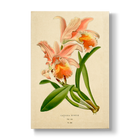 Cattleya mossiae - Botanical Print