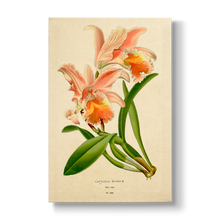 Cattleya mossiae - Botanical Print