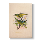 Vireolanius pulchellus - Botanical Print