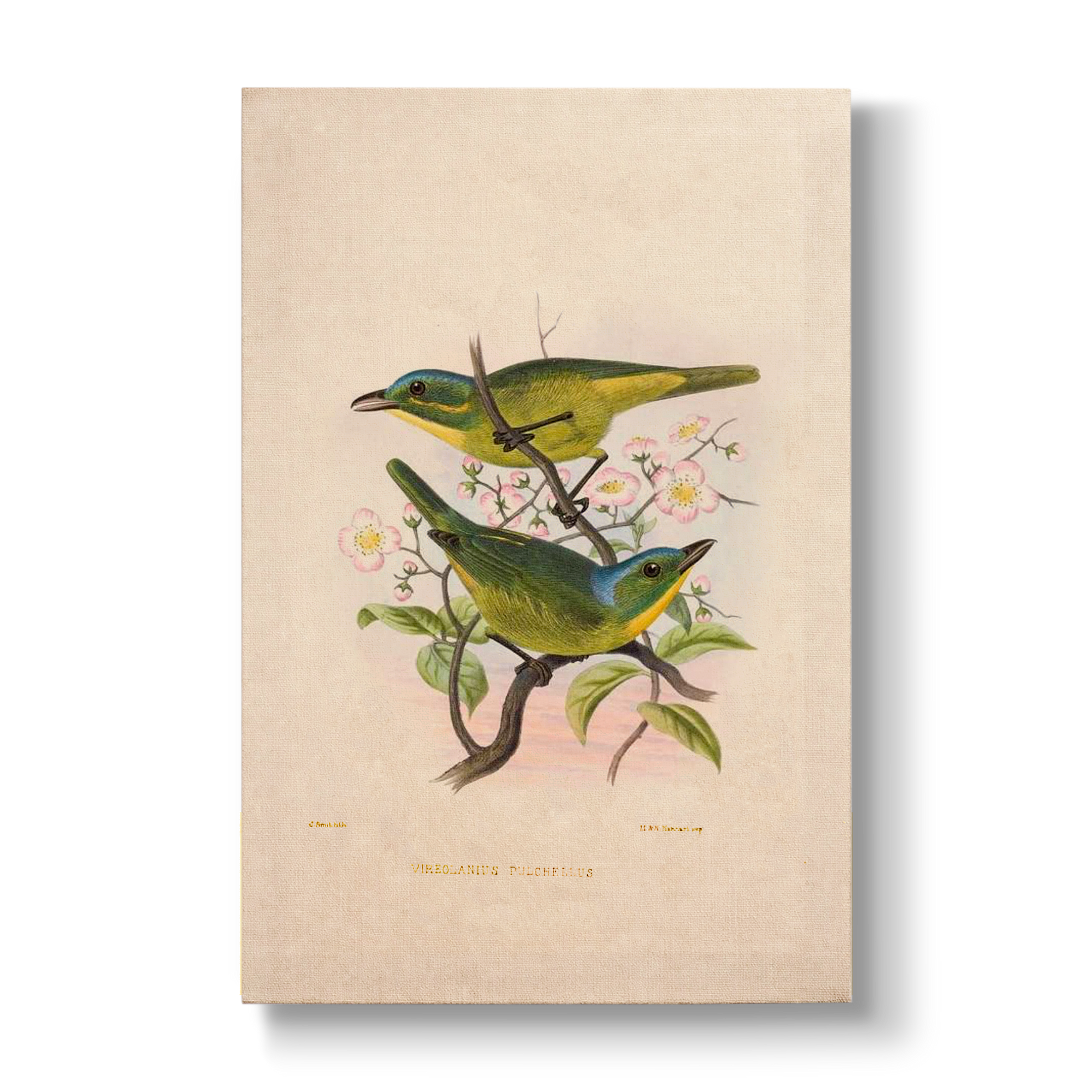 Vireolanius pulchellus - Botanical Print