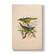 Vireolanius pulchellus - Botanical Print