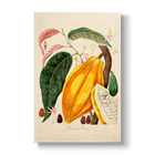 Theobroma cacao - Botanical Print