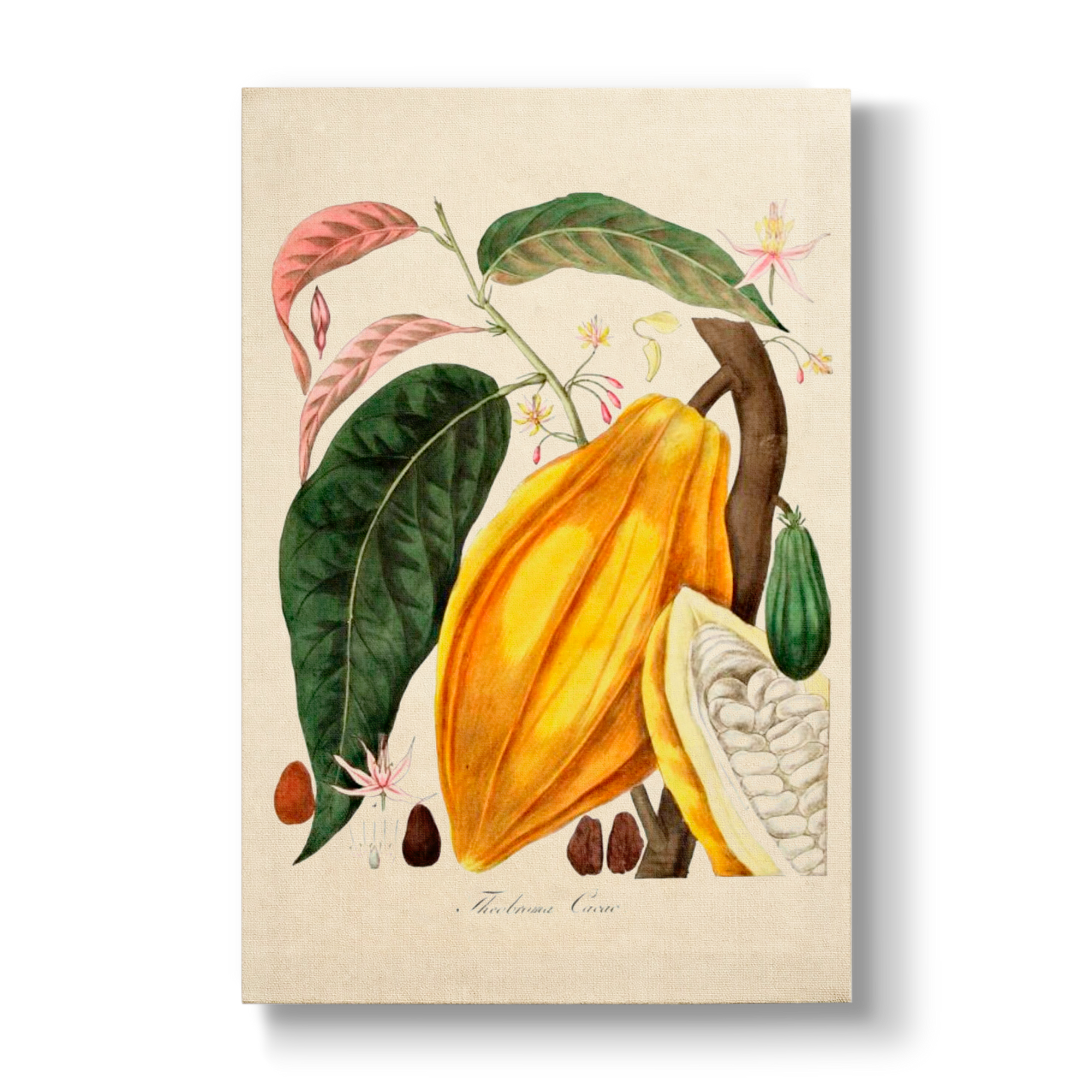 Theobroma cacao - Botanical Print